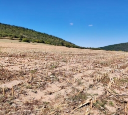 No-till у Болгарії: вимушений перехід до нової технології
